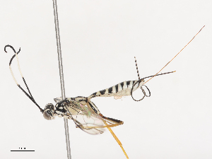  ( - CBG-A40189-C10)  @11 [ ] CreativeCommons - Attribution Share - Alike (2024) CBG Photography Group Centre for Biodiversity Genomics