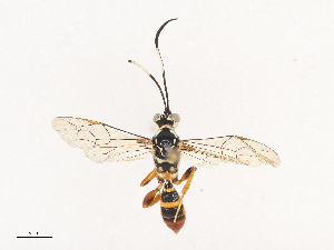  (Carinodes Malaise6790 - CBG-A40190-C01)  @11 [ ] CreativeCommons - Attribution Share - Alike (2024) CBG Photography Group Centre for Biodiversity Genomics