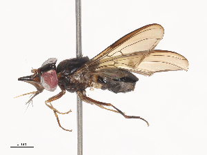  ( - CBG-A38424-E07)  @11 [ ] CreativeCommons - Attribution Share - Alike (2024) CBG Photography Group Centre for Biodiversity Genomics