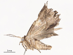  (Anacrusis Malaise9920 - CBG-A38519-G11)  @11 [ ] CreativeCommons - Attribution Share - Alike (2024) CBG Photography Group Centre for Biodiversity Genomics