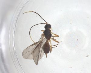  ( - CBG-A39233-H07)  @11 [ ] CreativeCommons - Attribution Share - Alike (2024) Centre for Biodiversity Genomics Centre for Biodiversity Genomics