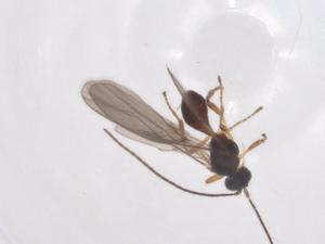  ( - CBG-A39234-B08)  @11 [ ] CreativeCommons - Attribution Share - Alike (2024) Centre for Biodiversity Genomics Centre for Biodiversity Genomics