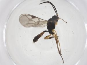  ( - CBG-A39238-B05)  @11 [ ] CreativeCommons - Attribution Share - Alike (2024) Centre for Biodiversity Genomics Centre for Biodiversity Genomics