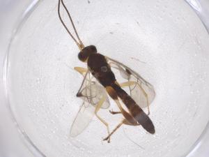  ( - CBG-A39245-D06)  @11 [ ] CreativeCommons - Attribution Share - Alike (2024) Centre for Biodiversity Genomics Centre for Biodiversity Genomics