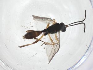  ( - CBG-A39253-H07)  @11 [ ] CreativeCommons - Attribution Share - Alike (2024) Centre for Biodiversity Genomics Centre for Biodiversity Genomics