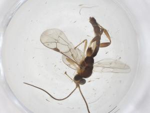  ( - CBG-A39270-A07)  @11 [ ] CreativeCommons - Attribution Share - Alike (2024) Centre for Biodiversity Genomics Centre for Biodiversity Genomics