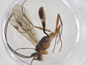  ( - CBG-A39277-B08)  @11 [ ] CreativeCommons - Attribution Share - Alike (2024) Centre for Biodiversity Genomics Centre for Biodiversity Genomics