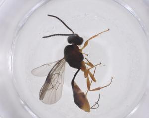  ( - CBG-A39286-D05)  @11 [ ] CreativeCommons - Attribution Share - Alike (2024) Centre for Biodiversity Genomics Centre for Biodiversity Genomics