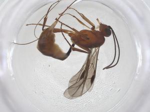  ( - CBG-A39289-C12)  @11 [ ] CreativeCommons - Attribution Share - Alike (2024) Centre for Biodiversity Genomics Centre for Biodiversity Genomics