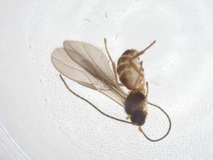  ( - CBG-A39292-F12)  @11 [ ] CreativeCommons - Attribution Share - Alike (2024) Centre for Biodiversity Genomics Centre for Biodiversity Genomics