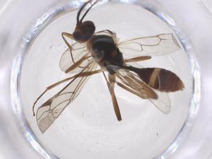  ( - CBG-A39324-D10)  @11 [ ] CreativeCommons - Attribution Share - Alike (2024) Centre for Biodiversity Genomics Centre for Biodiversity Genomics