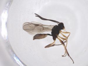  ( - CBG-A39341-G06)  @11 [ ] CreativeCommons - Attribution Share - Alike (2024) Centre for Biodiversity Genomics Centre for Biodiversity Genomics