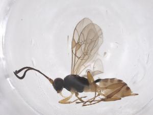  ( - CBG-A39344-G12)  @11 [ ] CreativeCommons - Attribution Share - Alike (2024) Centre for Biodiversity Genomics Centre for Biodiversity Genomics