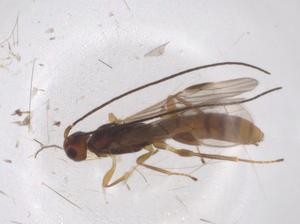  (Allorhogas Malaise7180 - CBG-A39354-G03)  @11 [ ] CreativeCommons - Attribution Share - Alike (2024) Centre for Biodiversity Genomics Centre for Biodiversity Genomics