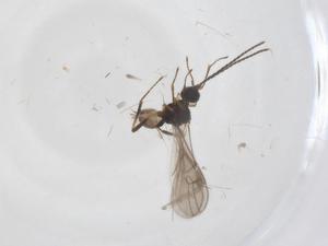  ( - CBG-A39358-B07)  @11 [ ] CreativeCommons - Attribution Share - Alike (2024) Centre for Biodiversity Genomics Centre for Biodiversity Genomics