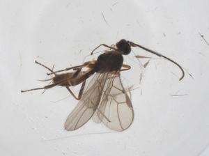  ( - CBG-A39358-C10)  @11 [ ] CreativeCommons - Attribution Share - Alike (2024) Centre for Biodiversity Genomics Centre for Biodiversity Genomics