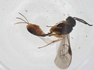  ( - CBG-A39359-B11)  @11 [ ] CreativeCommons - Attribution Share - Alike (2024) Centre for Biodiversity Genomics Centre for Biodiversity Genomics