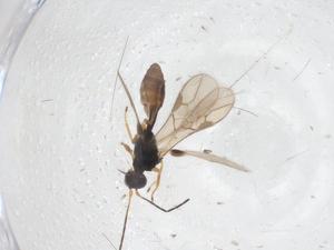  ( - CBG-A39360-G07)  @11 [ ] CreativeCommons - Attribution Share - Alike (2024) Centre for Biodiversity Genomics Centre for Biodiversity Genomics