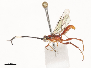  ( - CBG-A40206-F11)  @11 [ ] CreativeCommons - Attribution Share - Alike (2024) CBG Photography Group Centre for Biodiversity Genomics