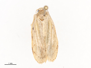  ( - CBG-A40207-B03)  @11 [ ] CreativeCommons - Attribution Share - Alike (2024) CBG Photography Group Centre for Biodiversity Genomics