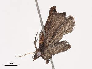  ( - CBG-A40233-C12)  @11 [ ] CreativeCommons - Attribution Share - Alike (2024) CBG Photography Group Centre for Biodiversity Genomics