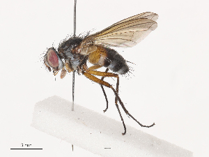  ( - CBG-A40233-F06)  @11 [ ] CreativeCommons - Attribution Share - Alike (2024) CBG Photography Group Centre for Biodiversity Genomics