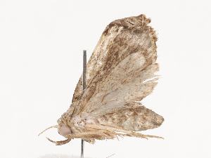  ( - CBG-A40234-B05)  @11 [ ] CreativeCommons - Attribution Share - Alike (2024) CBG Photography Group Centre for Biodiversity Genomics