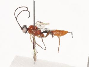  ( - CBG-A40234-F10)  @11 [ ] CreativeCommons - Attribution Share - Alike (2024) CBG Photography Group Centre for Biodiversity Genomics