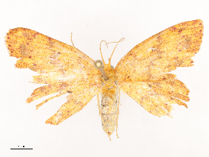  ( - CBG-A40235-F09)  @11 [ ] CreativeCommons - Attribution Share - Alike (2024) CBG Photography Group Centre for Biodiversity Genomics