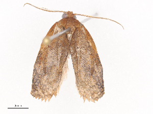  ( - CBG-A40236-B12)  @11 [ ] CreativeCommons - Attribution Share - Alike (2024) CBG Photography Group Centre for Biodiversity Genomics