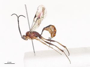  ( - CBG-A40239-C10)  @11 [ ] CreativeCommons - Attribution Share - Alike (2024) CBG Photography Group Centre for Biodiversity Genomics