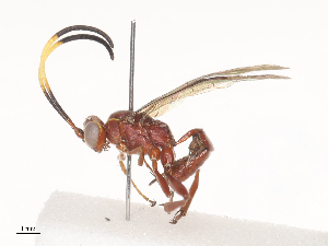  ( - CBG-A40239-E05)  @11 [ ] CreativeCommons - Attribution Share - Alike (2024) CBG Photography Group Centre for Biodiversity Genomics