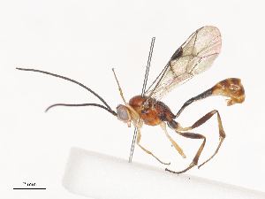  ( - CBG-A40240-B06)  @11 [ ] CreativeCommons - Attribution Share - Alike (2024) CBG Photography Group Centre for Biodiversity Genomics