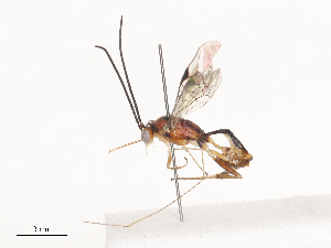  ( - CBG-A40240-E02)  @11 [ ] CreativeCommons - Attribution Share - Alike (2024) CBG Photography Group Centre for Biodiversity Genomics