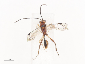  ( - CBG-A40240-E08)  @11 [ ] CreativeCommons - Attribution Share - Alike (2024) CBG Photography Group Centre for Biodiversity Genomics