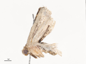  ( - CBG-A40240-F05)  @11 [ ] CreativeCommons - Attribution Share - Alike (2024) CBG Photography Group Centre for Biodiversity Genomics