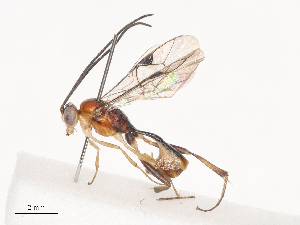  ( - CBG-A40240-H06)  @11 [ ] CreativeCommons - Attribution Share - Alike (2024) CBG Photography Group Centre for Biodiversity Genomics