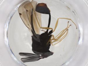  ( - CBG-A40868-B02)  @11 [ ] CreativeCommons - Attribution Share - Alike (2024) Centre for Biodiversity Genomics Centre for Biodiversity Genomics