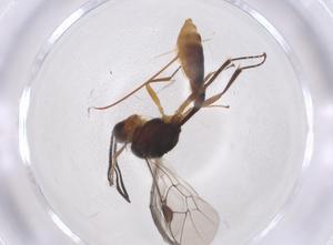  ( - CBG-A40998-G02)  @11 [ ] CreativeCommons - Attribution Share - Alike (2024) Centre for Biodiversity Genomics Centre for Biodiversity Genomics