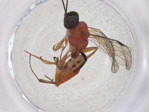  ( - CBG-A42357-A05)  @11 [ ] CreativeCommons - Attribution Share - Alike (2024) Centre for Biodiversity Genomics Centre for Biodiversity Genomics