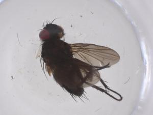  ( - CBG-A42358-C03)  @11 [ ] CreativeCommons - Attribution Share - Alike (2024) Centre for Biodiversity Genomics Centre for Biodiversity Genomics