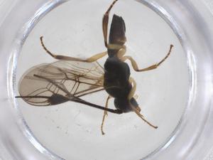  ( - CBG-A43188-E04)  @11 [ ] CreativeCommons - Attribution Share - Alike (2024) Centre for Biodiversity Genomics Centre for Biodiversity Genomics