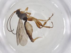  ( - CBG-A36544-B10)  @11 [ ] CreativeCommons - Attribution Share - Alike (2024) Centre for Biodiversity Genomics Centre for Biodiversity Genomics