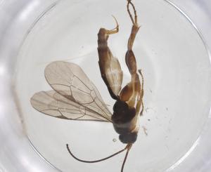  ( - CBG-A36544-D07)  @11 [ ] CreativeCommons - Attribution Share - Alike (2024) Centre for Biodiversity Genomics Centre for Biodiversity Genomics