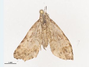  ( - CBG-A38416-D09)  @11 [ ] CreativeCommons - Attribution Share - Alike (2024) CBG Photography Group Centre for Biodiversity Genomics