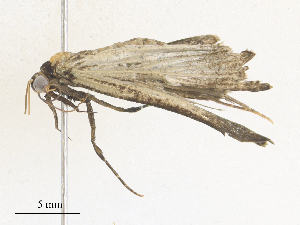  ( - CBG-A38470-A06)  @11 [ ] CreativeCommons - Attribution Share - Alike (2024) CBG Photography Group Centre for Biodiversity Genomics