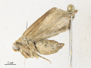  ( - CBG-A38470-F06)  @11 [ ] CreativeCommons - Attribution Share - Alike (2024) CBG Photography Group Centre for Biodiversity Genomics