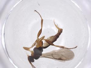  ( - CBG-A38730-D11)  @11 [ ] CreativeCommons - Attribution Share - Alike (2024) Centre for Biodiversity Genomics Centre for Biodiversity Genomics