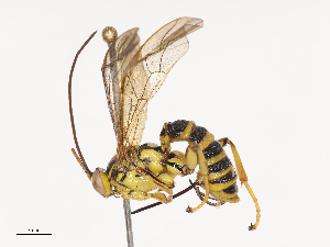  ( - CBG-A40193-C12)  @11 [ ] CreativeCommons - Attribution Share - Alike (2024) CBG Photography Group Centre for Biodiversity Genomics