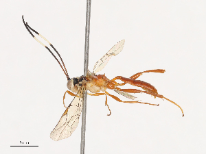  (Tricholabus Malaise6800 - CBG-A40194-G06)  @11 [ ] CreativeCommons - Attribution Share - Alike (2024) CBG Photography Group Centre for Biodiversity Genomics